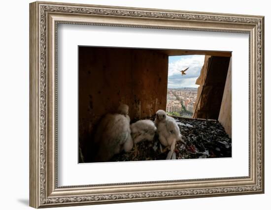 Peregrine falcon flying towards nest box with three chicks inside-Oriol Alamany-Framed Photographic Print