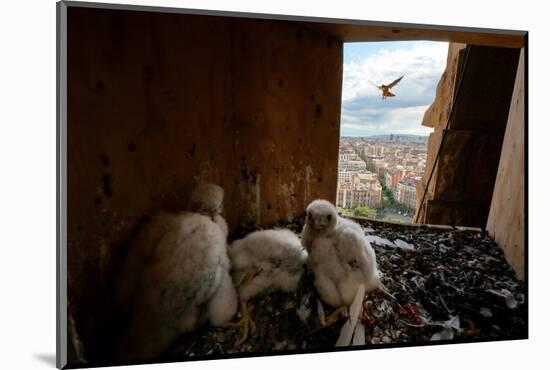 Peregrine falcon flying towards nest box with three chicks inside-Oriol Alamany-Mounted Photographic Print