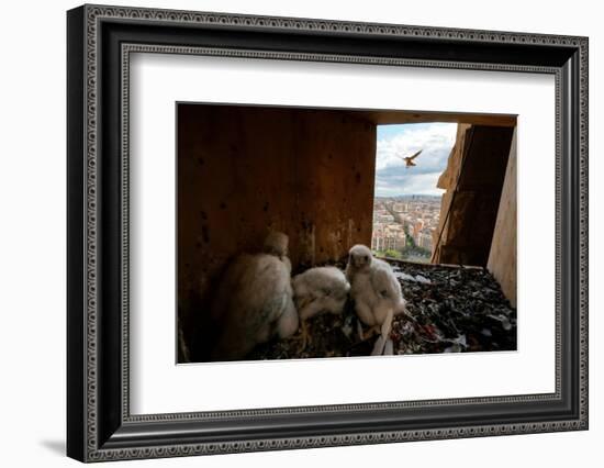 Peregrine falcon flying towards nest box with three chicks inside-Oriol Alamany-Framed Photographic Print