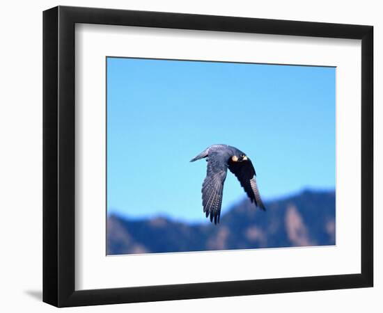 Peregrine Falcon in Flight, Native to USA-David Northcott-Framed Photographic Print