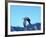 Peregrine Falcon in Flight, Native to USA-David Northcott-Framed Photographic Print