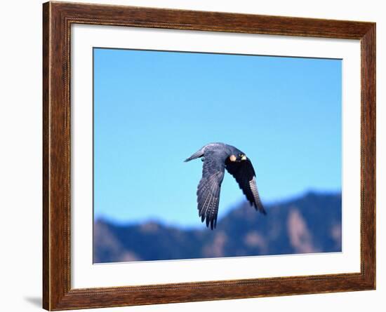 Peregrine Falcon in Flight, Native to USA-David Northcott-Framed Photographic Print