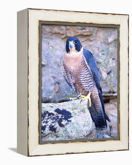 Peregrine Falcon in Flight, Native to USA-David Northcott-Framed Premier Image Canvas