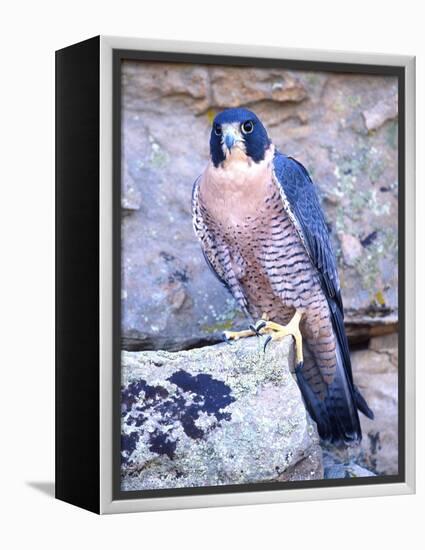 Peregrine Falcon in Flight, Native to USA-David Northcott-Framed Premier Image Canvas