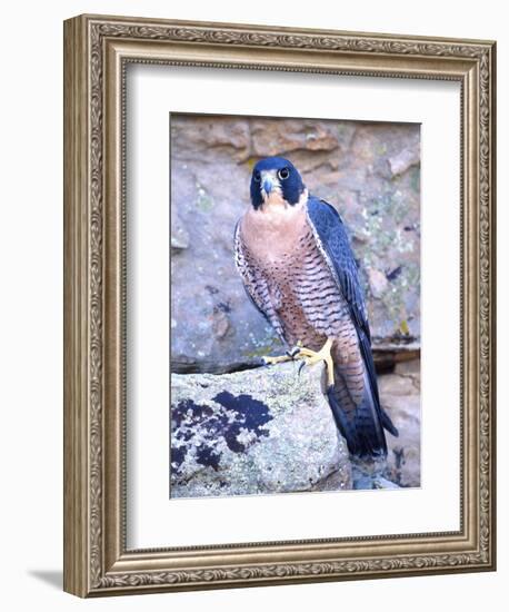 Peregrine Falcon in Flight, Native to USA-David Northcott-Framed Photographic Print