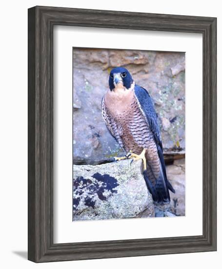 Peregrine Falcon in Flight, Native to USA-David Northcott-Framed Photographic Print