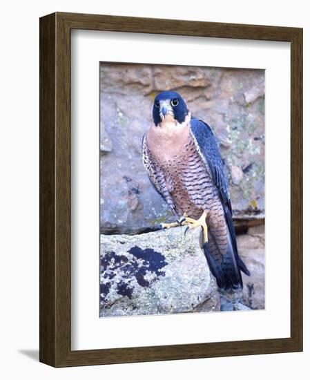 Peregrine Falcon in Flight, Native to USA-David Northcott-Framed Photographic Print