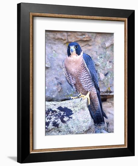 Peregrine Falcon in Flight, Native to USA-David Northcott-Framed Photographic Print