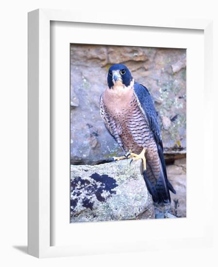 Peregrine Falcon in Flight, Native to USA-David Northcott-Framed Photographic Print