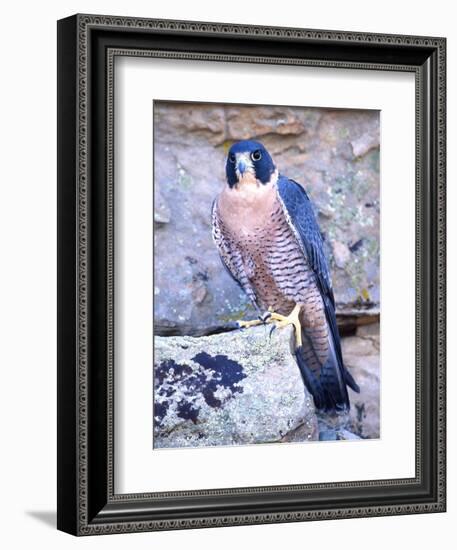 Peregrine Falcon in Flight, Native to USA-David Northcott-Framed Photographic Print