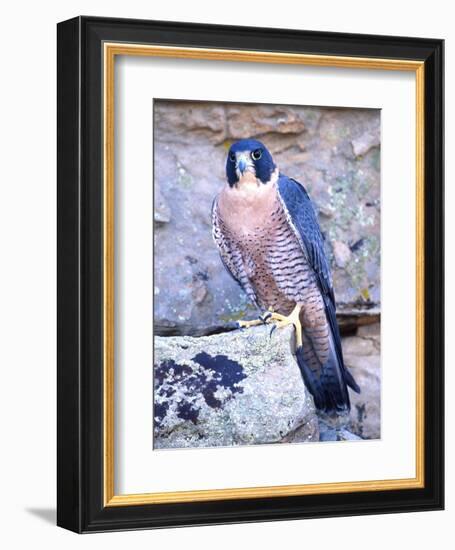 Peregrine Falcon in Flight, Native to USA-David Northcott-Framed Photographic Print