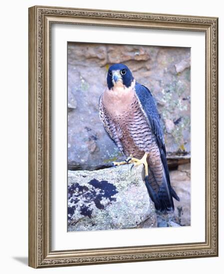 Peregrine Falcon in Flight, Native to USA-David Northcott-Framed Photographic Print