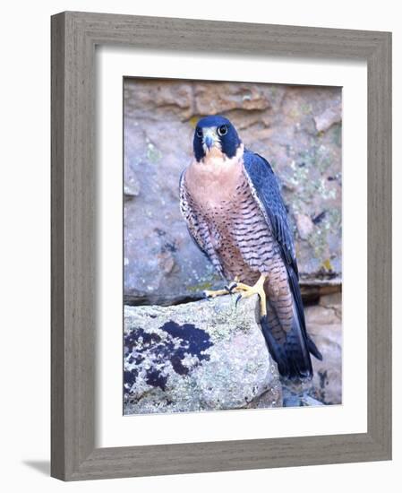 Peregrine Falcon in Flight, Native to USA-David Northcott-Framed Photographic Print