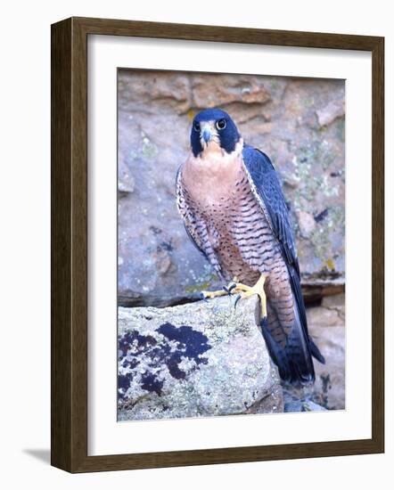 Peregrine Falcon in Flight, Native to USA-David Northcott-Framed Photographic Print