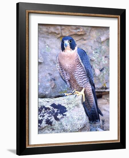 Peregrine Falcon in Flight, Native to USA-David Northcott-Framed Photographic Print