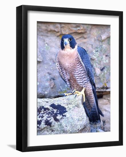 Peregrine Falcon in Flight, Native to USA-David Northcott-Framed Photographic Print