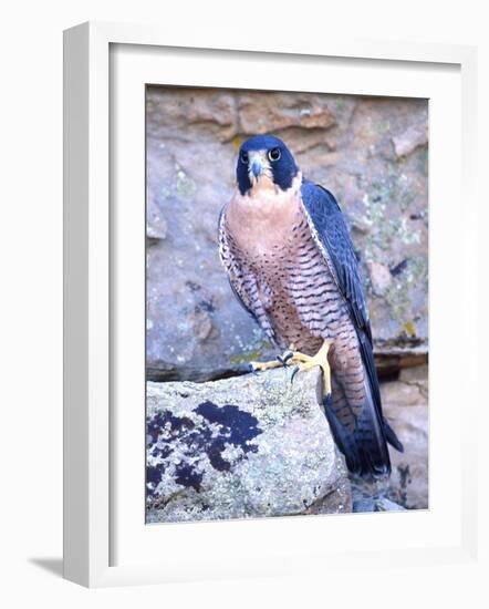 Peregrine Falcon in Flight, Native to USA-David Northcott-Framed Photographic Print