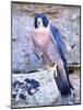 Peregrine Falcon in Flight, Native to USA-David Northcott-Mounted Photographic Print
