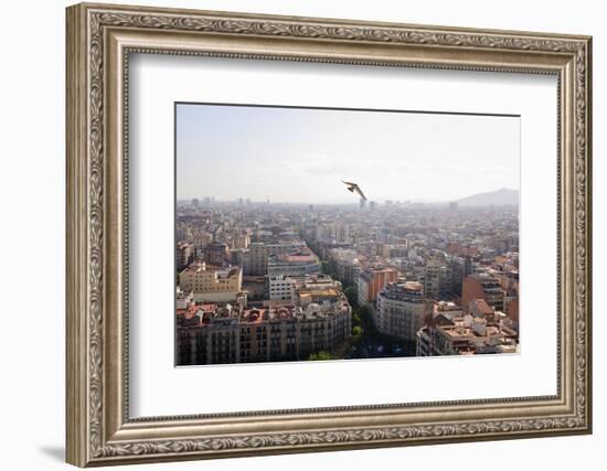 Peregrine falcon in flight over city, Barcelona, Spain-Oriol Alamany-Framed Photographic Print
