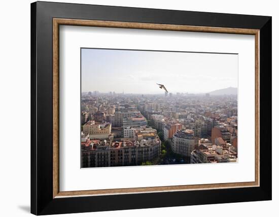 Peregrine falcon in flight over city, Barcelona, Spain-Oriol Alamany-Framed Photographic Print