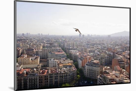 Peregrine falcon in flight over city, Barcelona, Spain-Oriol Alamany-Mounted Photographic Print