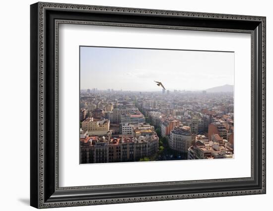 Peregrine falcon in flight over city, Barcelona, Spain-Oriol Alamany-Framed Photographic Print