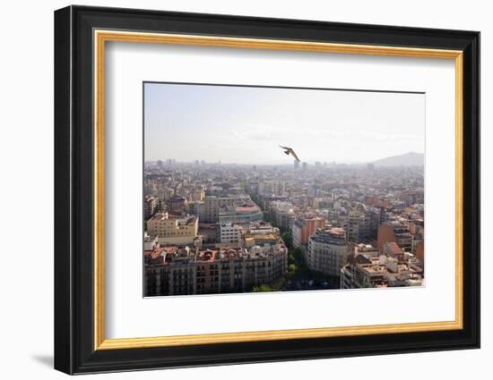 Peregrine falcon in flight over city, Barcelona, Spain-Oriol Alamany-Framed Photographic Print