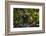 Peregrine falcon in flight over city, Sagrada Familia, Barcelona-Oriol Alamany-Framed Photographic Print