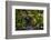 Peregrine falcon in flight over city, Sagrada Familia, Barcelona-Oriol Alamany-Framed Photographic Print