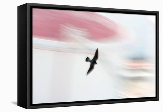 Peregrine falcon in flight, Port of Barcelona, Spain-Oriol Alamany-Framed Premier Image Canvas