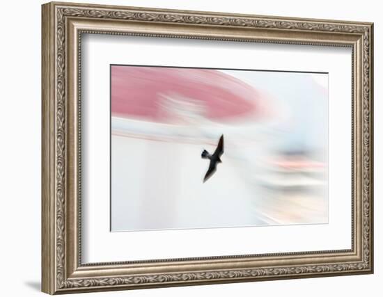 Peregrine falcon in flight, Port of Barcelona, Spain-Oriol Alamany-Framed Photographic Print