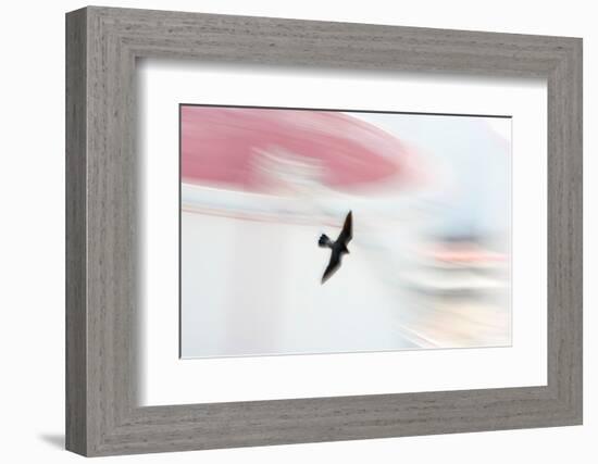 Peregrine falcon in flight, Port of Barcelona, Spain-Oriol Alamany-Framed Photographic Print