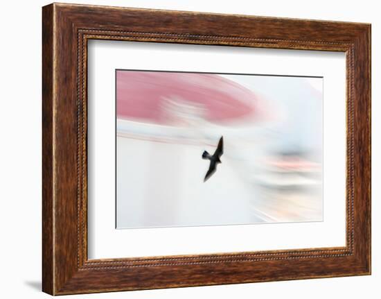 Peregrine falcon in flight, Port of Barcelona, Spain-Oriol Alamany-Framed Photographic Print