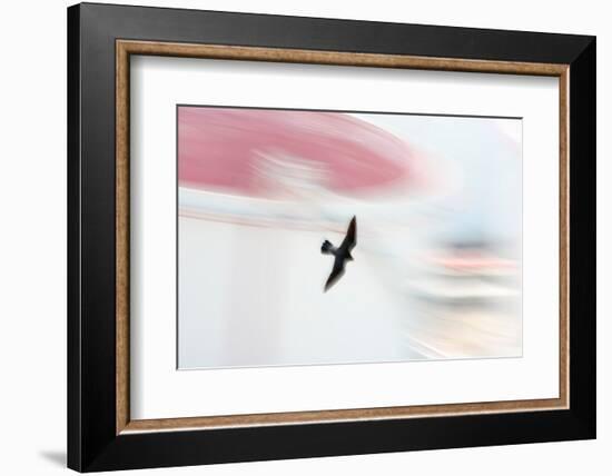 Peregrine falcon in flight, Port of Barcelona, Spain-Oriol Alamany-Framed Photographic Print