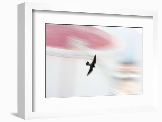 Peregrine falcon in flight, Port of Barcelona, Spain-Oriol Alamany-Framed Photographic Print