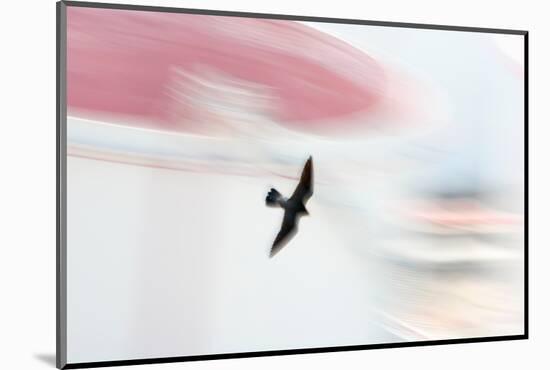 Peregrine falcon in flight, Port of Barcelona, Spain-Oriol Alamany-Mounted Photographic Print