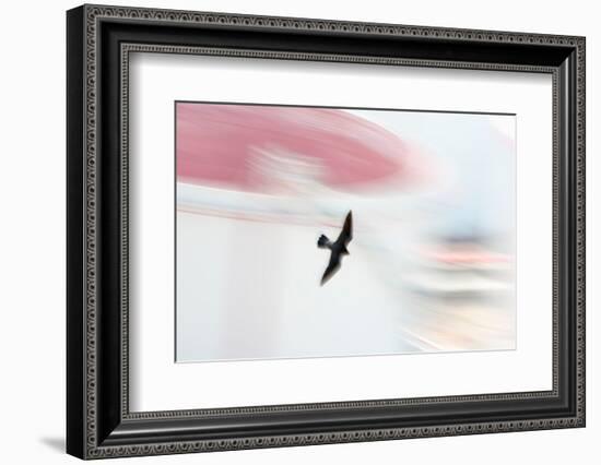 Peregrine falcon in flight, Port of Barcelona, Spain-Oriol Alamany-Framed Photographic Print