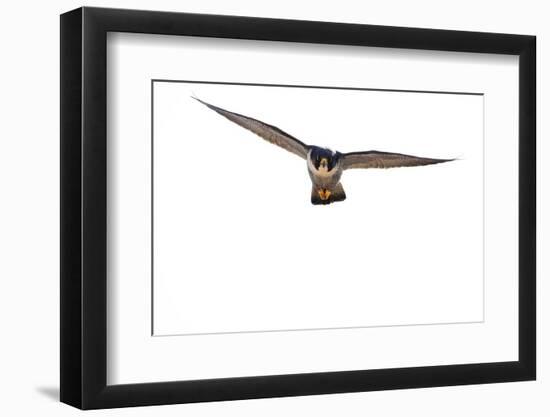 Peregrine falcon in flight, Sagrada Familia Basilica, Barcelona-Oriol Alamany-Framed Photographic Print