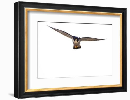 Peregrine falcon in flight, Sagrada Familia Basilica, Barcelona-Oriol Alamany-Framed Photographic Print