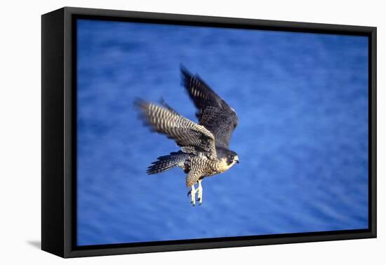 Peregrine Falcon In Flight-outdoorsman-Framed Premier Image Canvas