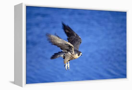 Peregrine Falcon In Flight-outdoorsman-Framed Premier Image Canvas