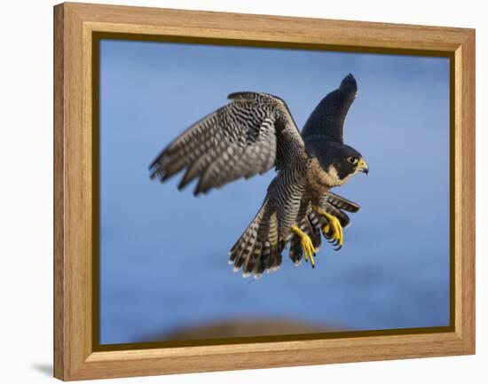 Peregrine Falcon in Flight-W^ Perry Conway-Framed Premier Image Canvas