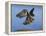 Peregrine Falcon in Flight-W^ Perry Conway-Framed Premier Image Canvas