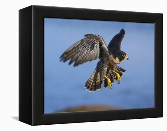 Peregrine Falcon in Flight-W^ Perry Conway-Framed Premier Image Canvas