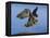 Peregrine Falcon in Flight-W^ Perry Conway-Framed Premier Image Canvas