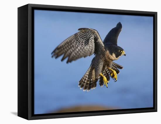 Peregrine Falcon in Flight-W^ Perry Conway-Framed Premier Image Canvas