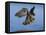 Peregrine Falcon in Flight-W^ Perry Conway-Framed Premier Image Canvas