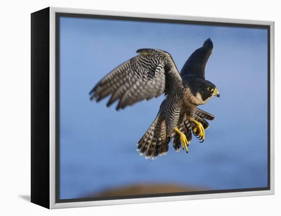 Peregrine Falcon in Flight-W^ Perry Conway-Framed Premier Image Canvas