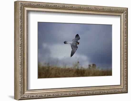 Peregrine Falcon in Flight-W^ Perry Conway-Framed Photographic Print