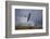 Peregrine Falcon in Flight-W^ Perry Conway-Framed Photographic Print